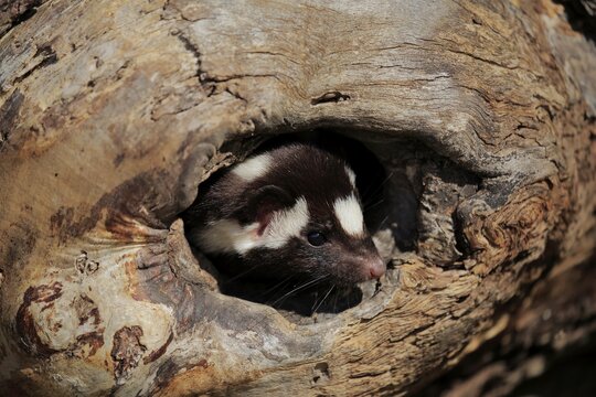 Eastern spotted skunk (Spilogale putorius) looks out of rotten trunk, adult, alert, Pine County, Minnesota, USA
