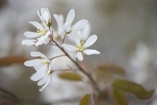 Canadian serviceberry (Amelanchier canadensis), blossoms, Lower Saxony, Germany