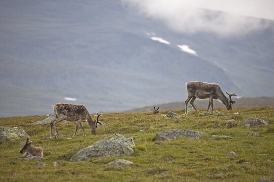 Domestic Reindeer (Rangifer tarandus) near Jotunheimen, Valdresflya, Norway, Scandinavia, Europe