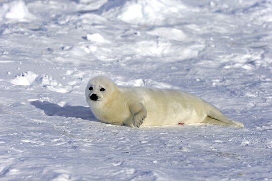 Harp Seal or Saddleback Seal (Pagophilus groenlandicus, Phoca groenlandica), pup on pack ice, Magdalen Islands, Gulf of Saint Lawrence, Quebec, Canada