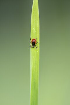 Female tick, Castor Bean Tick (Ixodes ricinus) lurks on a blade of grass, Bavaria, Germany