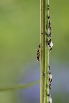 Ant ( Formicidae) milks Aphids ( Aphidoidea) on plant, Bavaria, Germany
