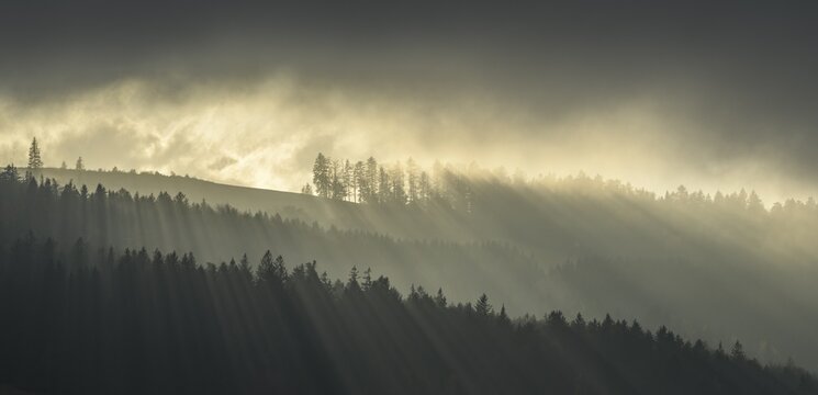 Forest with fog in backlight, Kaumberg, Lower Austria, Austria