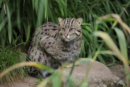 Fishing cat (Prionailurus viverrinus), adult, alert, captive, Southeast Asia