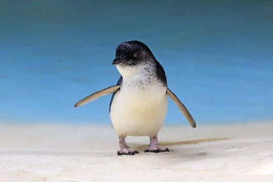 Little penguin (Eudyptula minor), adult on the beach, Kangaroo Island, South Australia, Australia