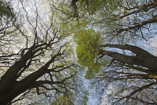 Common beeches (Fagus sylvatica), treetops in spring, Emsland, Lower Saxony, Germany