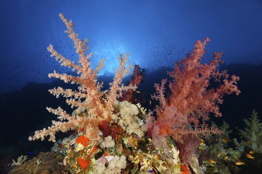 Klunzinger's Soft Coral (Dendronephthya klunzingeri) on a steep wall in the backlight of the sun, Red Sea, Fury Shoals, Egypt
