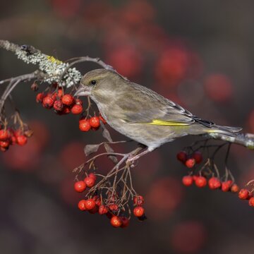 European greenfinch (Chloris chloris), female sitting on a lichen-covered branch of rowan with red berries, Swabian Alb Biosphere Reserve, Baden-W&uuml;rttemberg, Germany