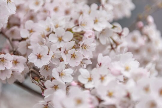 Cherry blossoms, Japanese cherry blossom in spring, Nagano, Japan