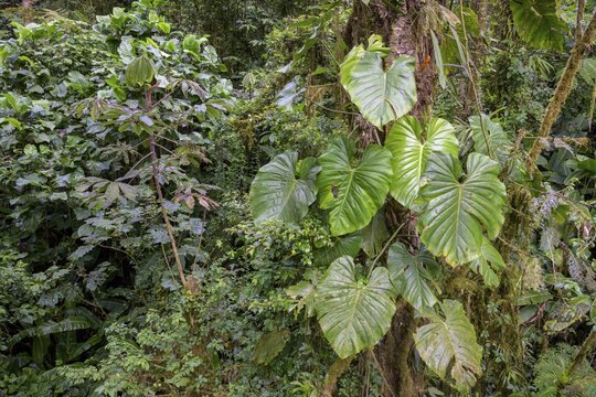 Rainforest in Selvatura Park seen from a suspension bridge, Monteverde, Guanacaste Province, Costa Rica