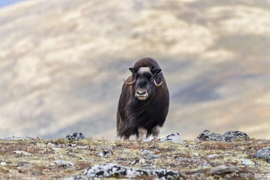 Muskox (Ovibos moschatus), female, Dovrefjell-Sunndalsfjella National Park, Norway