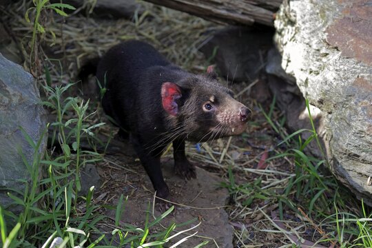 Tasmanian devil (Sarcophilus harrisii), Tasmanian devil, adult alert, Cuddly Creek, South Australia, Australia