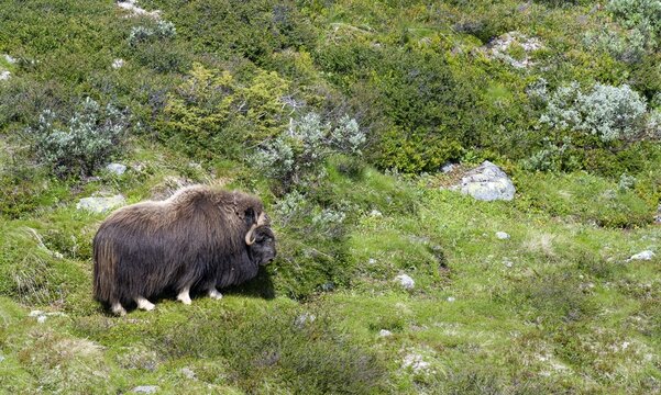 Musk ox (Ovibos moschatus) in the fjell, Dovrefjell Sunndalsfjella National Park, Norway