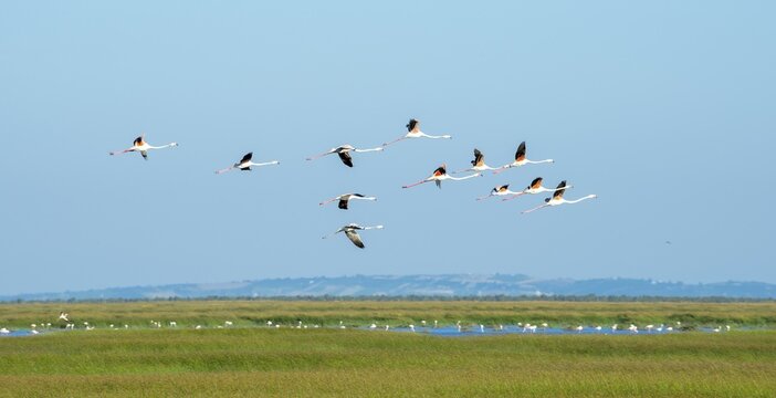 Greater flamingos (Phoenicopterus roseus) in flight, Do&ntilde;ana National Park, Huelva Province, Andalusia, Spain