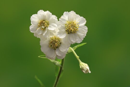 Fine leaved water dropwort (Oenanthe aquatica), flower, flowering, perennial, marsh plant, water plant, Ellerstadt, Germany