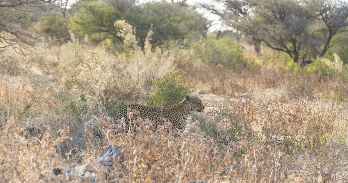 Leopard (Panthera pardus), Etosha National Park, Namibia