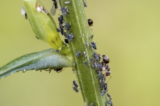 Ant ( Formicidae) milks Aphids ( Aphidoidea) on plant, Bavaria, Germany