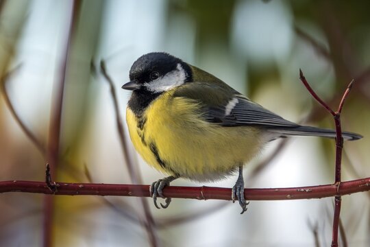 Great tit (Parus major), sitting on a branch, Baden-W&uuml;rttemberg, Germany