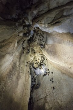 Bats (Microchiroptera) in a cave, Taman Negara, Malaysia