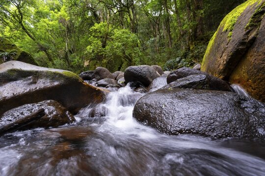 Mhlwazini River flows through thick forest, original mountain forest, Rainbow Gorge, Ukhahlamba-Drakensberg Park, KwaZulu-Natal, Drakensberg Mountains, South Africa