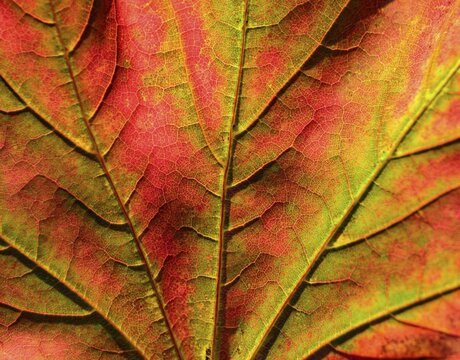 Maple (Acer), autumn red Maple leaf in autumn, close-up, Germany