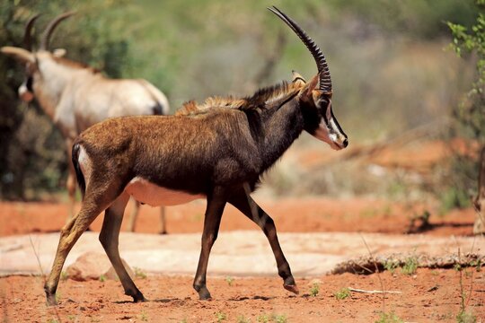 Sable Antelope (Hippotragus niger), adult male, Tswalu Game Reserve, Kalahari Desert, North Cape, South Africa