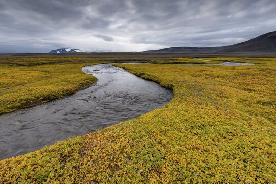 Autumnal colored or (Salix arctica) covers the banks of a stream, near Laugafell, Highlands, Iceland