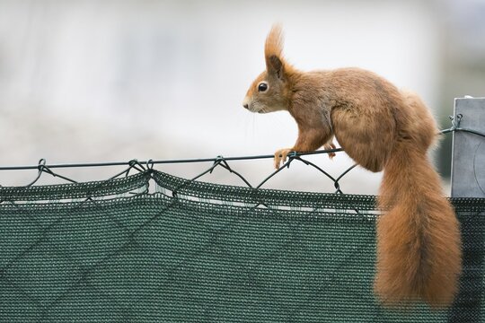 A squirrel (Sciurus vulgaris) balancing on a fence with urban background, Hesse, Germany