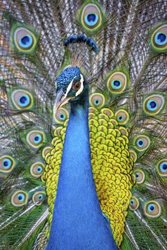 Peacock Indian peafowl (Pavo cristatus) beats wheel, Plaka Forest peacock forest, Kos, Dodecanese, Greece
