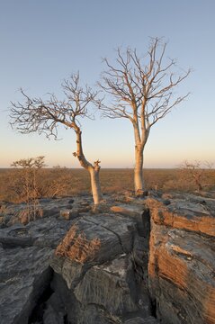 Dolerite rocks with Moringa trees (Moringa ovalifolia) in evening light in the Halali camp, Etosha National Park, Namibia, Africa