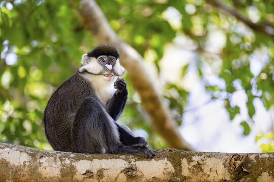 Red-tailed guenon or Congo white-nosed guenon (Cercopithecus ascanius schmidti), sitting on a tree, eating a fruit, Bigodi, Western Region, Uganda