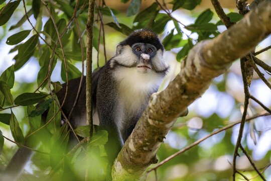 Red-tailed guenon or Congo white-nosed guenon (Cercopithecus ascanius schmidti), sitting on a tree, Bigodi, Western Region, Uganda