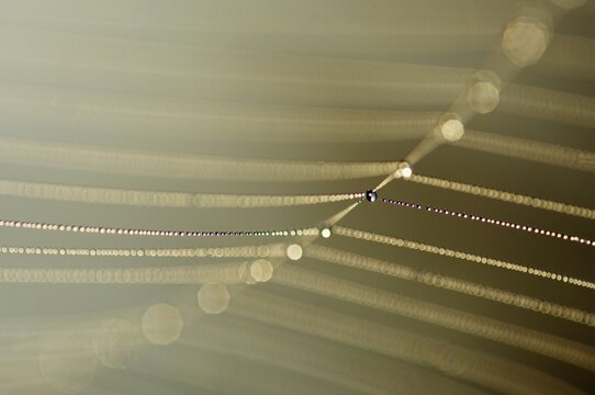 Dewdrops on a spider's web