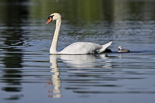 Mute swan (Cygnus olor), male with chicks swimming in Lake Zug, Canton Zug, Switzerland