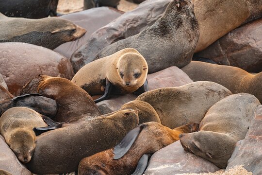 Seal colony, fur seal, Cape fur seal (Arctocephalus pusillus), Cape Cross, Atlantic coast, Namibia