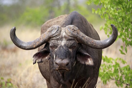 Cape buffalo (Syncerus caffer), adult, animal portrait, Sabi Sand Game Reserve, Kruger National Park, South Africa