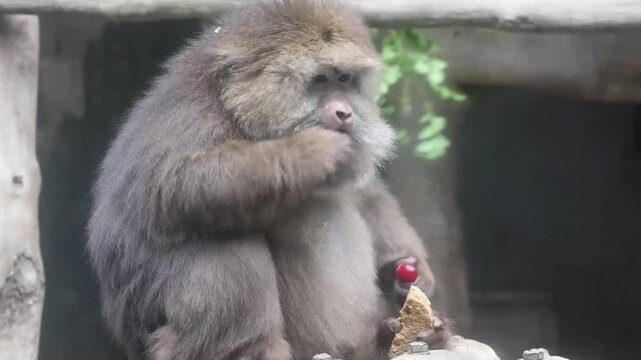 Quiet Moment of a Monkey Enjoying Fruit ,Tibetan macaque (Macaca thibetana)