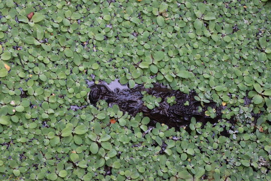 Kaiman im Wasser zwischen gr&uuml;nen Wasserpflanzen
