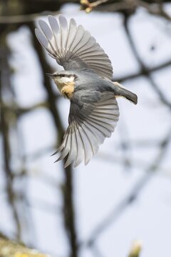 A nuthatch (Sitta europaea) with outspread wings flying past a branch, Hesse Germany