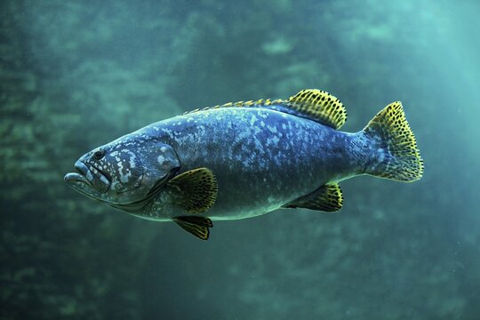 Dark grouper, (Epinephelus lanceolatus), adult, swimming, in water, captive, Cape Town, South Africa