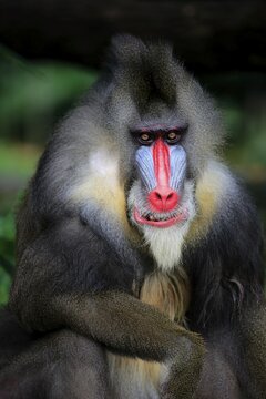 Mandrill (Mandrillus sphinx), adult, male, portrait, captive, native to Africa