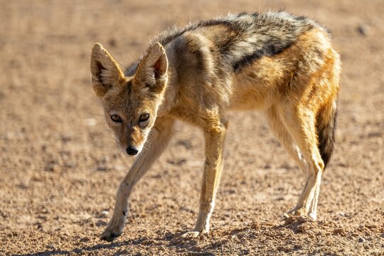 Black-backed jackal (Canis mesomelas), Kgalagadi Transfrontier National Park, Northern Cape, South Africa