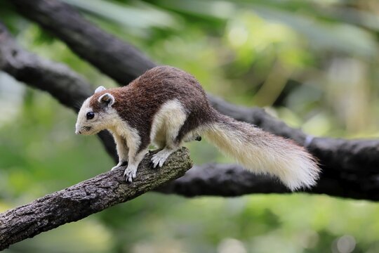 Finlayson's squirrel (Callosciurus finlaysonii), adult, on tree, foraging, Singapore, Southeast Asia
