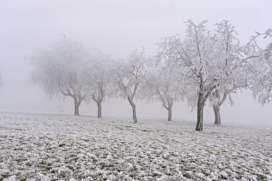 Row of trees with hoarfrost, Lindenberg, Freiamt, Canton of Aargau, Switzerland