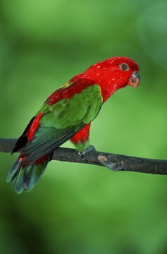 Chattering Lory (Lorius garrulus), Scarlet Lory