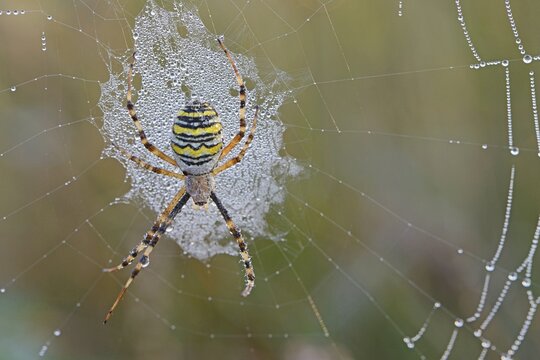 Wasp Spider (Argiope bruennichi) on a spider's web, Emsland, Lower Saxony, Germany