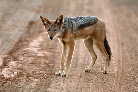 Black-backed jackal (Lupulella mesomelas), adult, alert, stalking, foraging, roadway, track, Mokala National Park, Northern Cape, South Africa