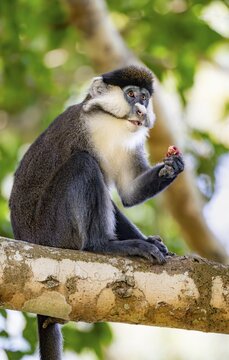 Red-tailed guenon or Congo white-nosed guenon (Cercopithecus ascanius schmidti), sitting on a tree, eating a fruit, Bigodi, Western Region, Uganda