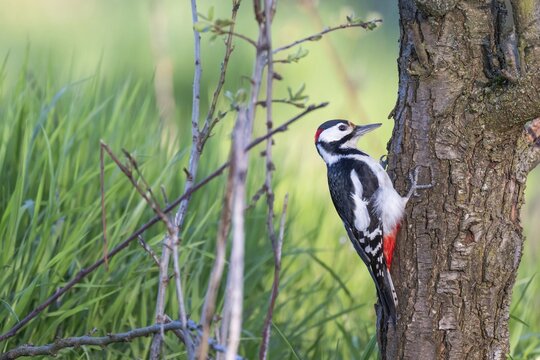 Great spotted woodpecker (Dendrocopos major) on the trunk of a cherry tree in front of a lush green meadow, Baden-W&uuml;rttemberg, Germany