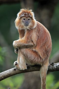 Javan lutung (Trachypithecus auratus), orange morph, adult, sitting on tree, alert, endangered species, captive, Indonesia